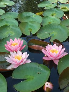 yoga-lotusbloemen-adempauze